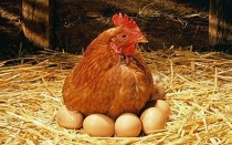 В России растет производство мяса птицы и яиц