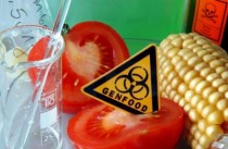 В Думу внесён законопроект о запрете выращивания ГМО