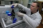 Томские ученые вывели бактерии, способные поглощать нефть и тяжелые металлы
