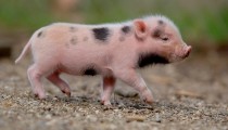 Рост производства свинины на Южном Урале украсил российский рейтинг