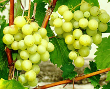«Уральское застолье»: саженцы винограда с закрытой корневой системой 