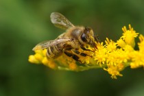 Июльские заботы пчеловодов