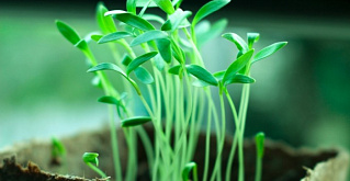 Участники ежегодной сельскохозяйственной выставки «День поля - 2021»: «Артель», «Биокрафт», «ГАРАНТ ОПТИМА»